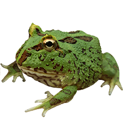 Green Pacman Frog